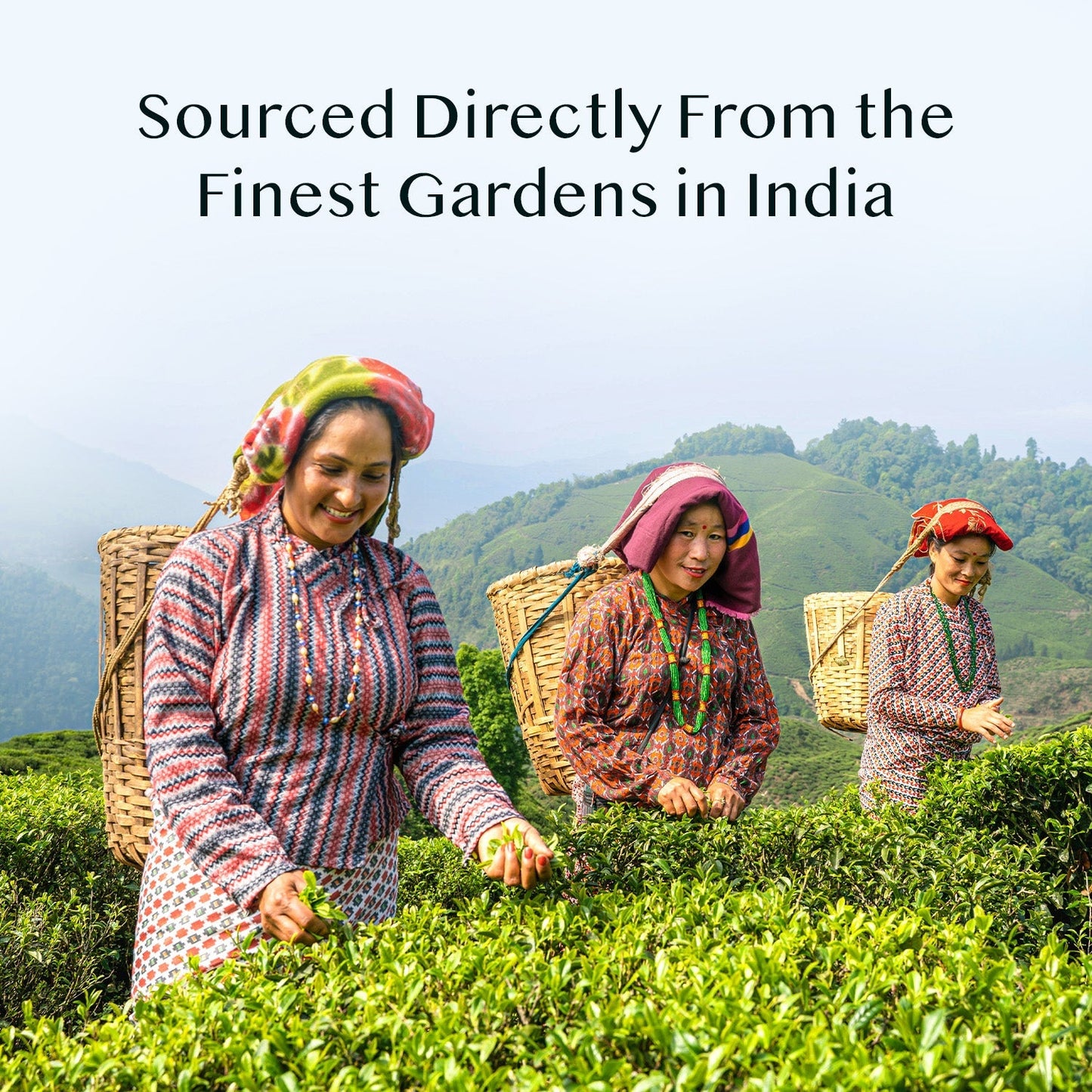 Darjeeling First Flush Black Tea, 15 Count