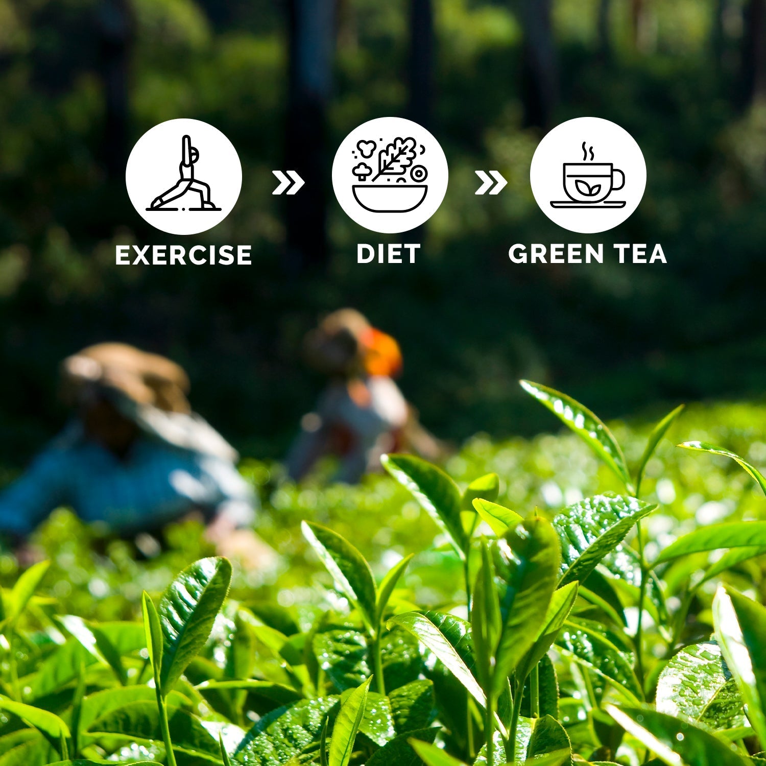 Auric Green Tea Combo