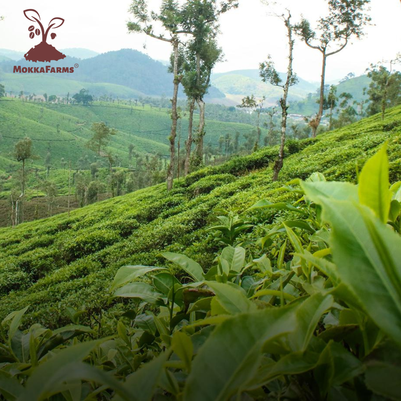 MokkaFarms South Indian Filter Signature Coffee  | 60% Arabica - 40% Robusta Blend | 0% Chicory | Rich, Flavourful & Aromatic |