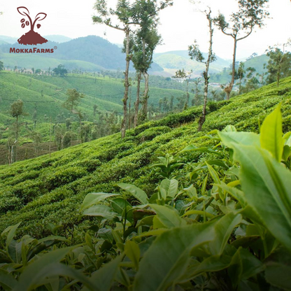 MokkaFarms South Indian Filter Signature Coffee  | 60% Arabica - 40% Robusta Blend | 0% Chicory | Rich, Flavourful & Aromatic |