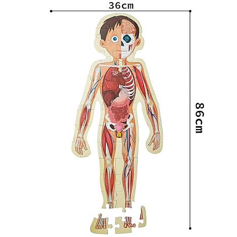 The Book Tree Human Body Puzzle Box for Kids 50+ Jigsaw Puzzle Pieces Board Book