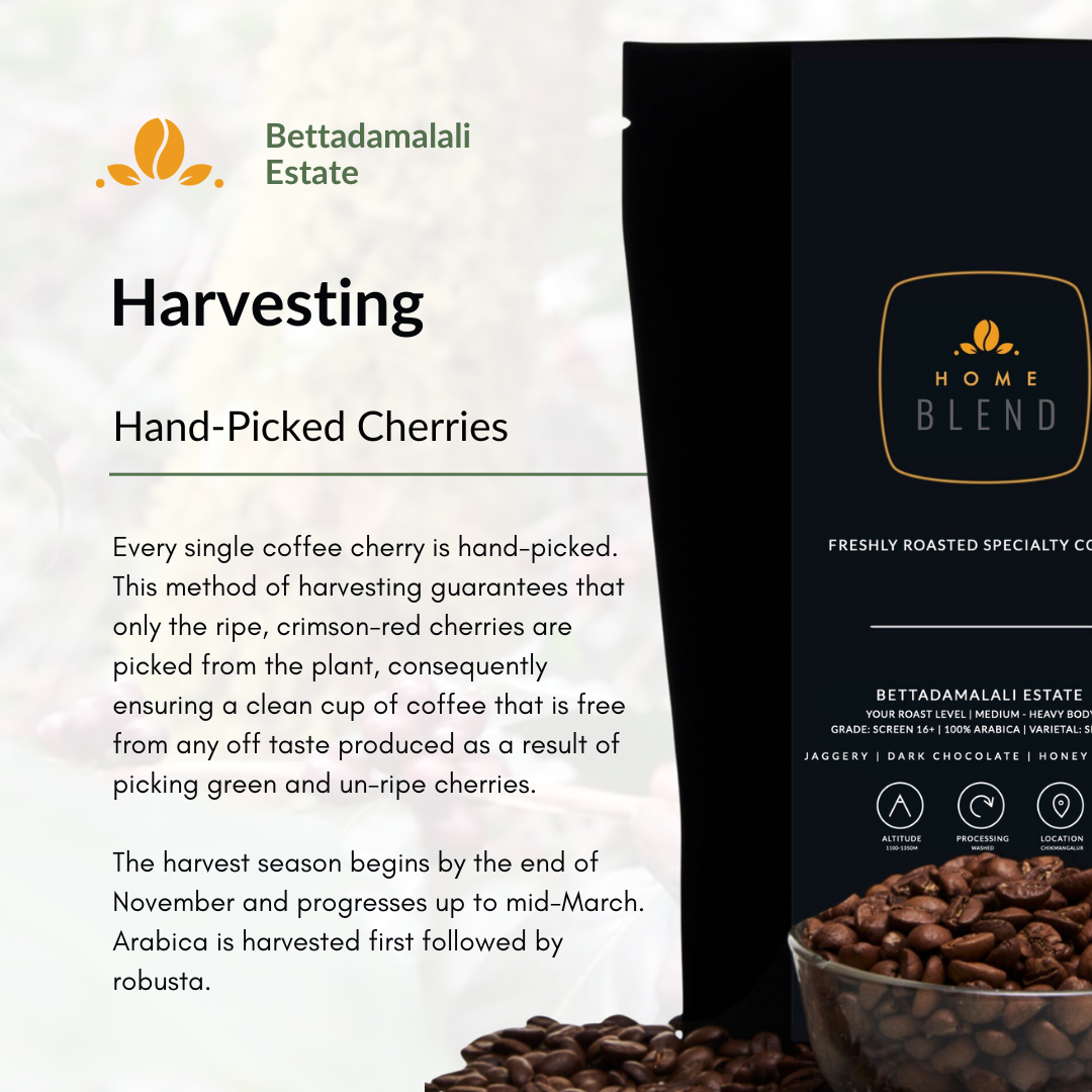 Whole Bean - Bettadamalali Estate - Pack of 250g
