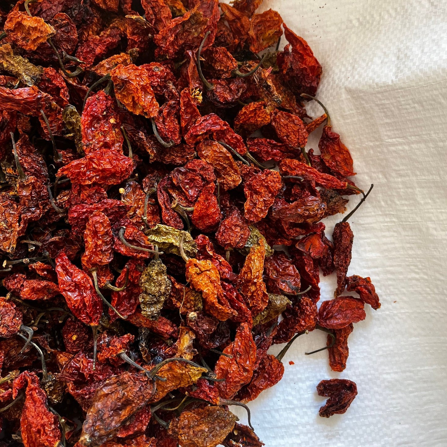 Naga Raja Mircha / Ghost Pepper (GI Tagged)