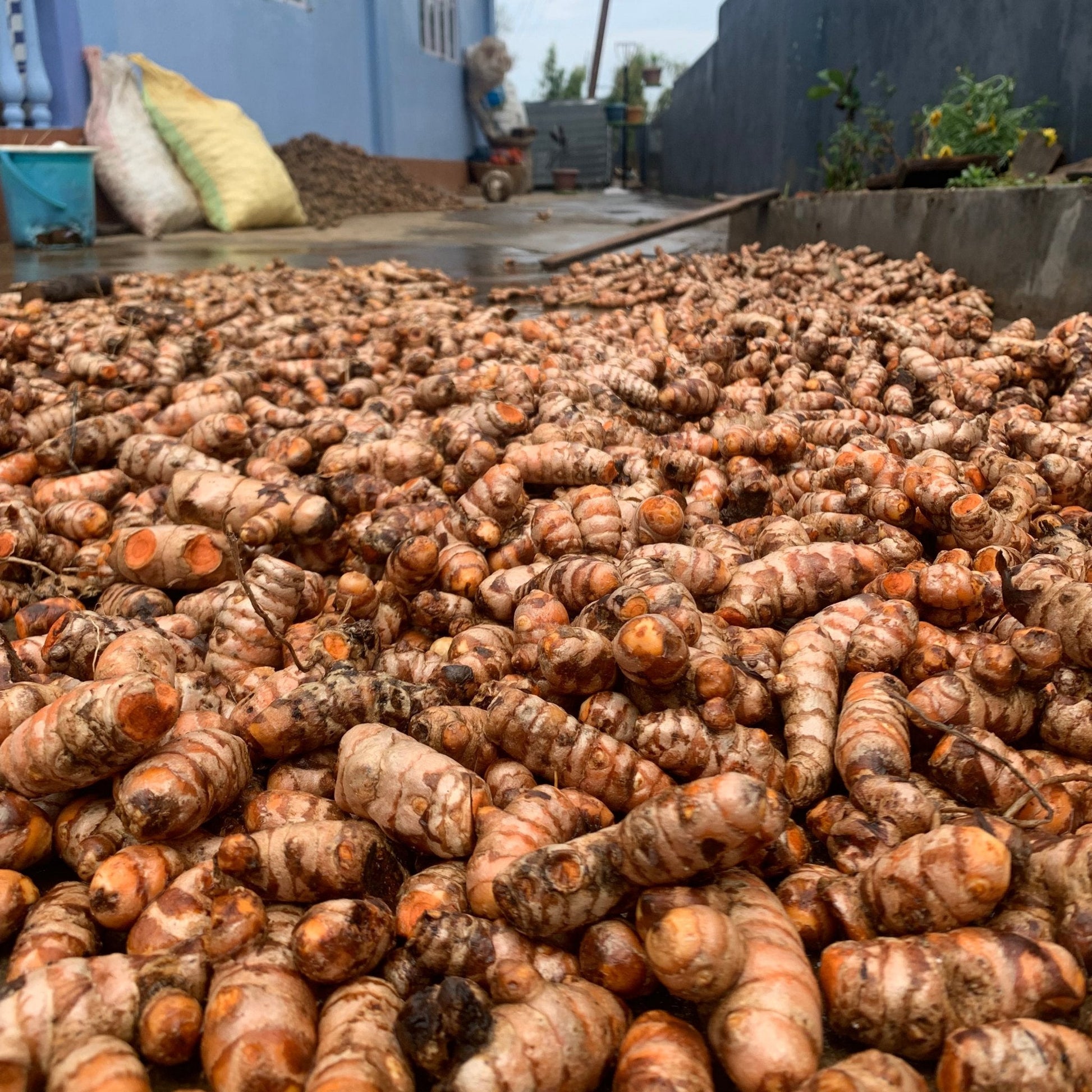 Lakadong Turmeric Powder (GI Tagged)