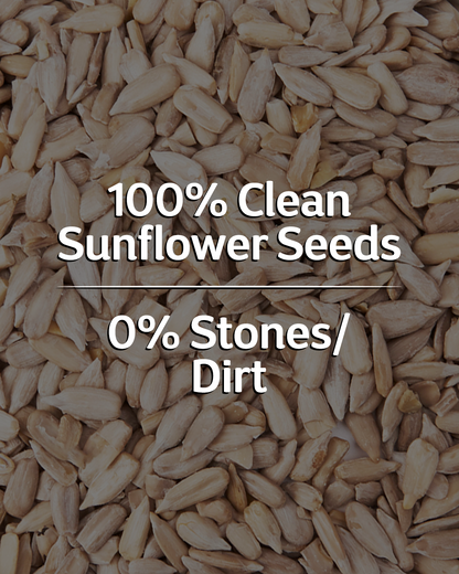 Raw Sunflower Seeds - 250gm