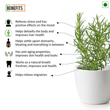 Chef Urbano Rosemary Sprinkler 25 Gms
