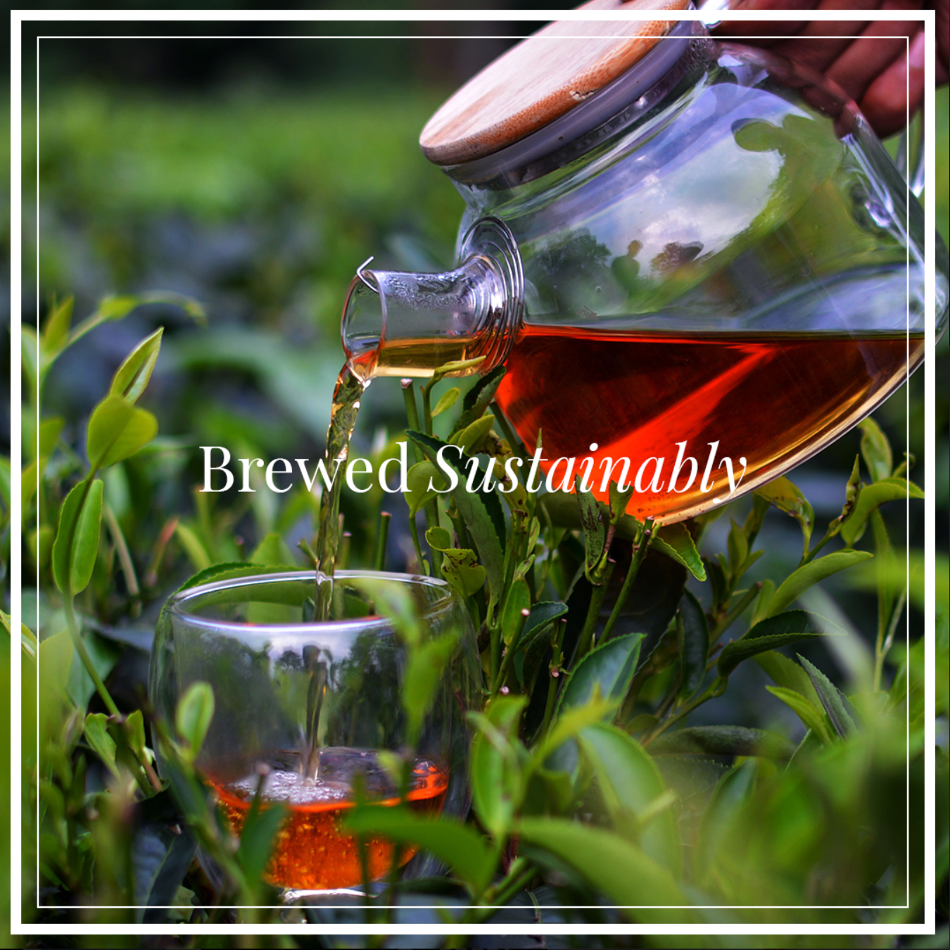 Earl Grey Tea | Made with Orange Peels