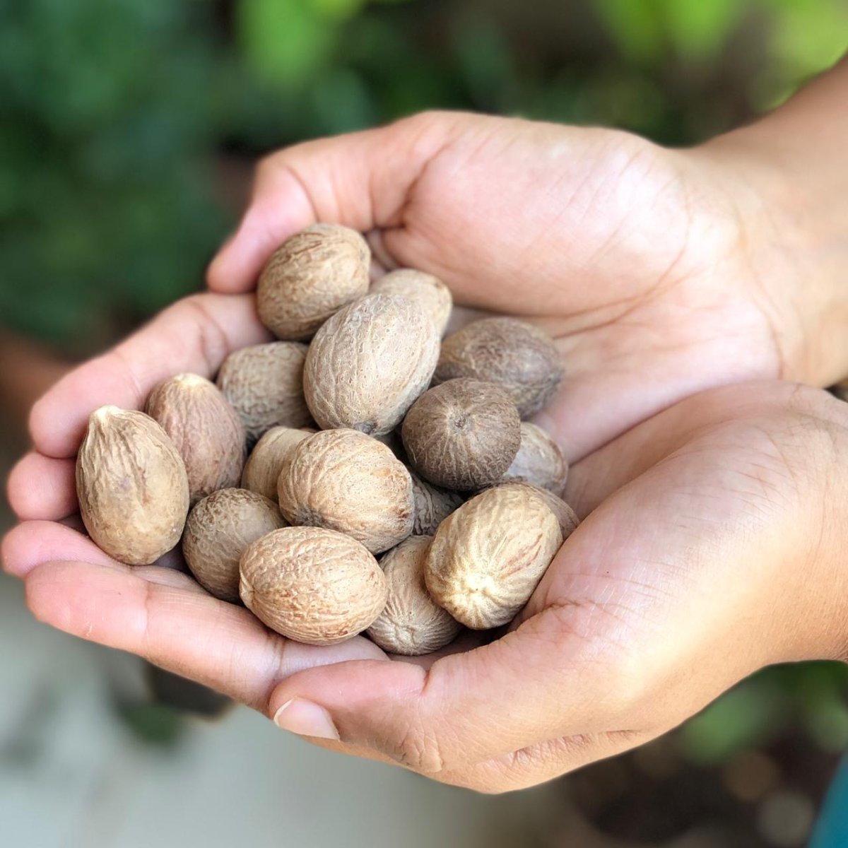 Nutmeg or Jaiphal 50gm