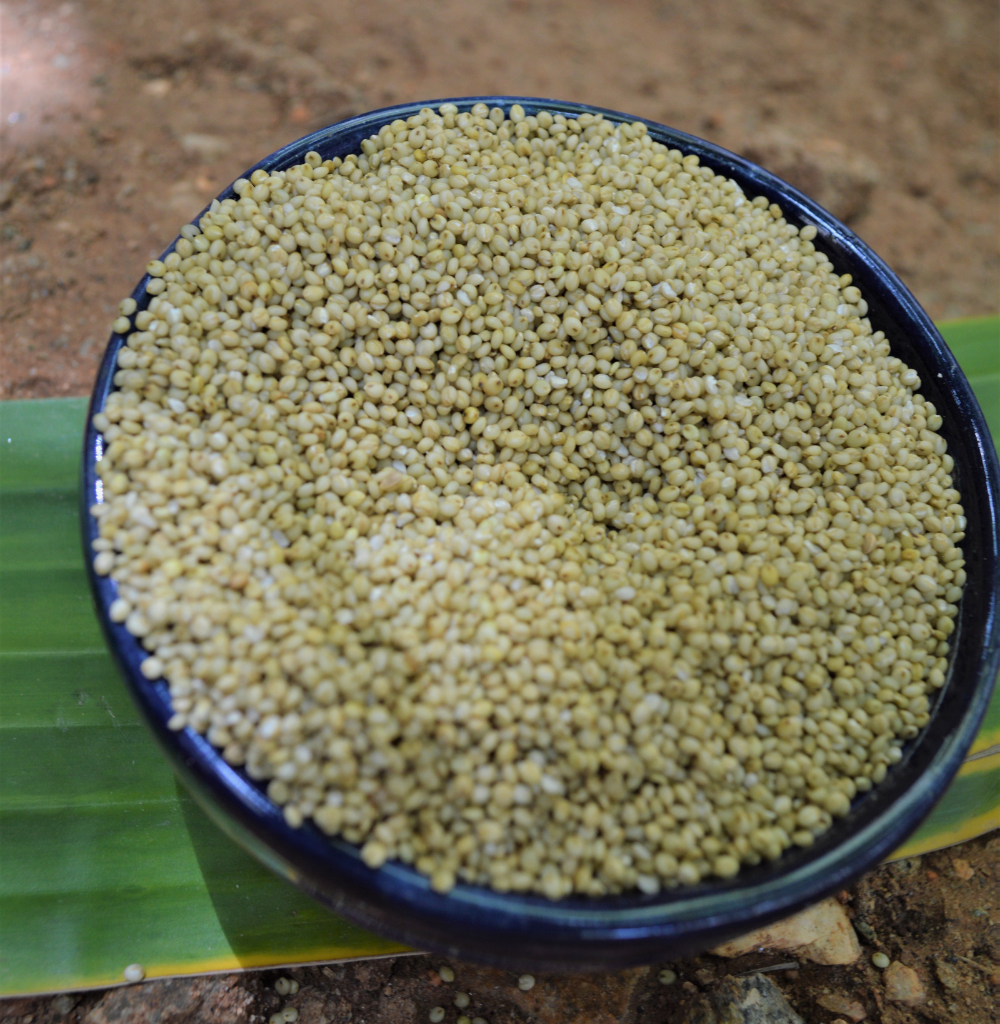 Organic Browntop Millet