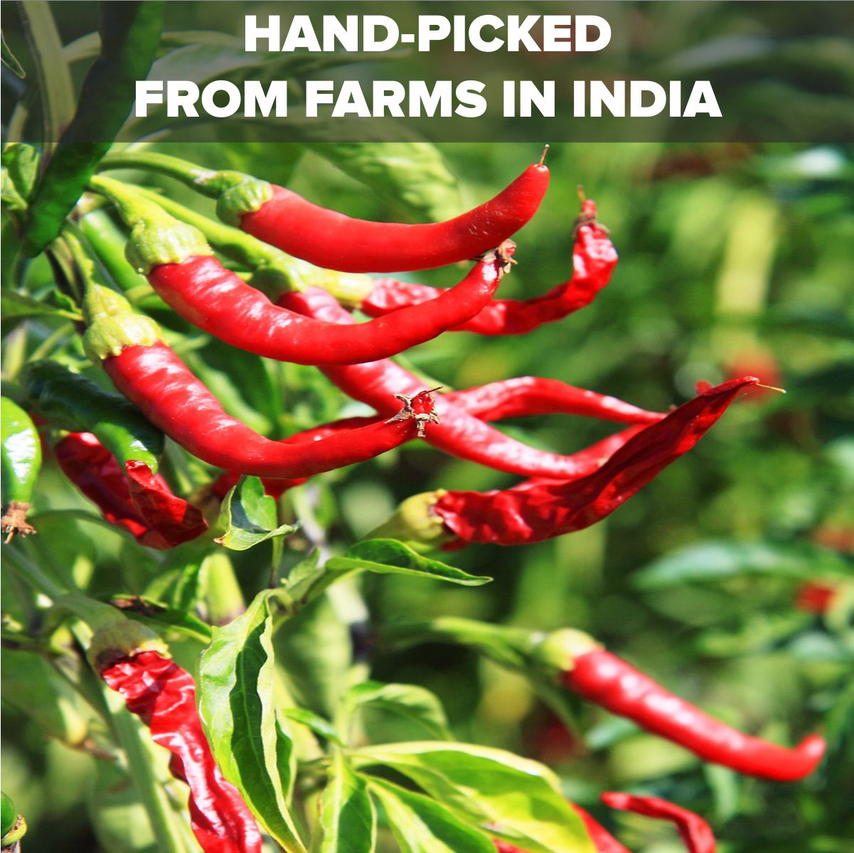 Dried Spicy Red Chilis 100g